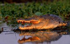 Wetland Experience - 1 Day Tour (May - Oct)